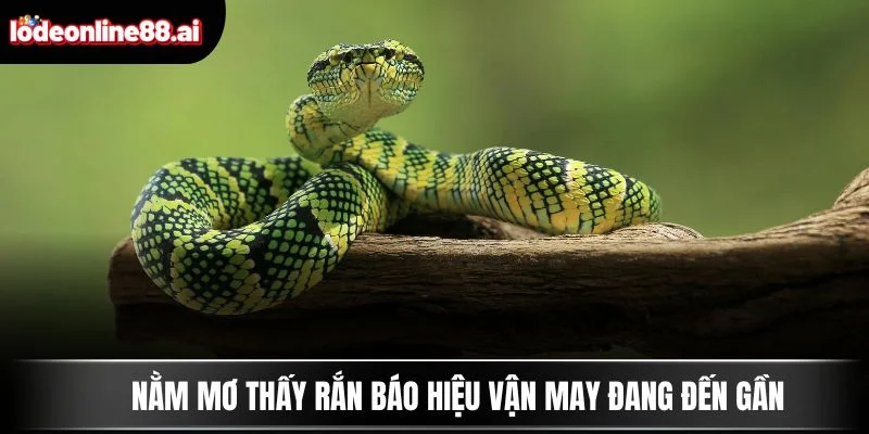 Nằm Mơ Thấy Rắn - Con Số May Mắn Ẩn Sau Giấc Chiêm Bao 2 Nằm mơ thấy rắn báo hiệu vận may đang đến gần