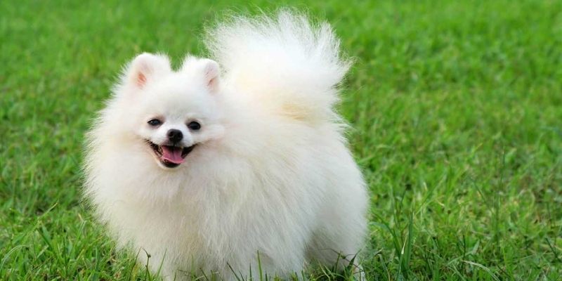 Giấc mơ thấy chó khá phổ biến với mọi người