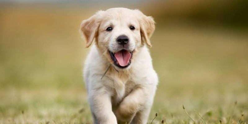 Hoàn cảnh xuất hiện quyết định phần lớn sắc thái của giấc mơ
